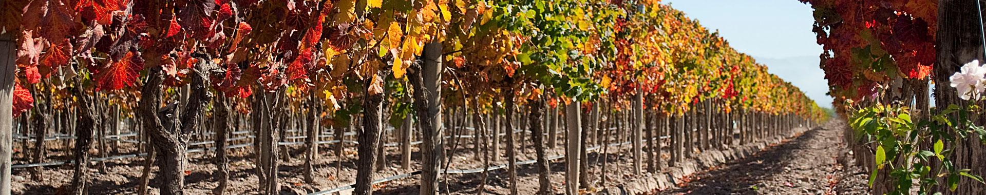 Mendoza y Viñedos