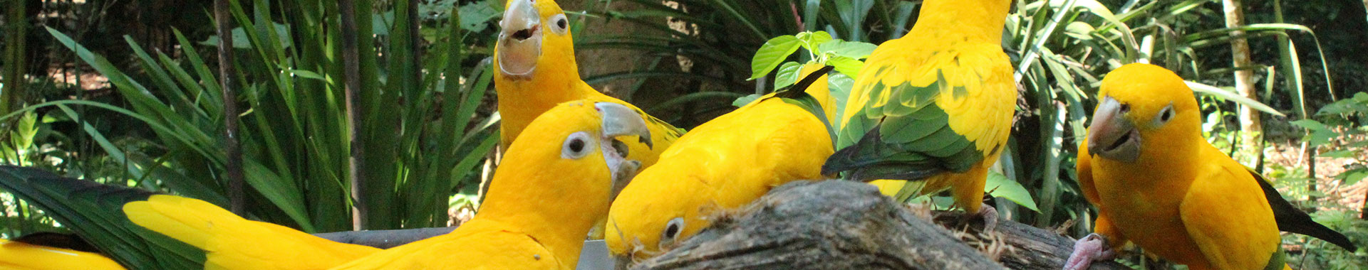 Argentina - Cataratas - Paseos - Aves